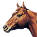 Logo American Quarter Horse Association
